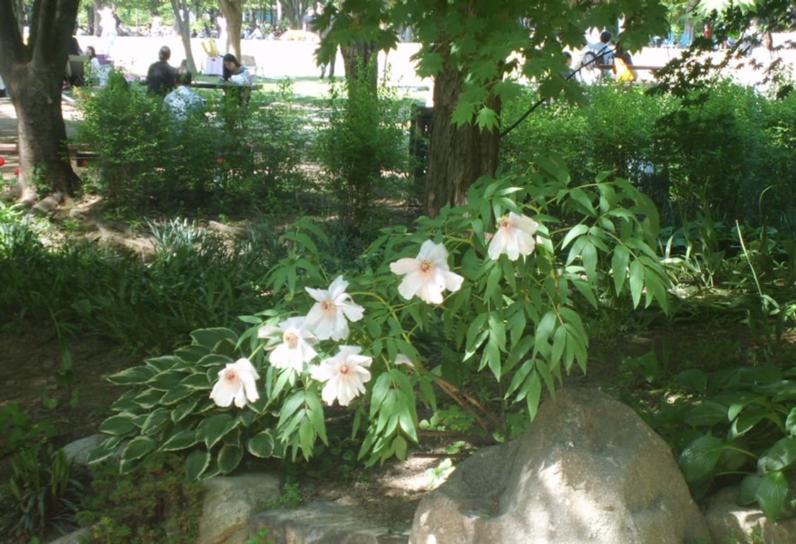 Samsung kenox s500 빈티지 콤팩트 카메라 작례 O 상품이미지8