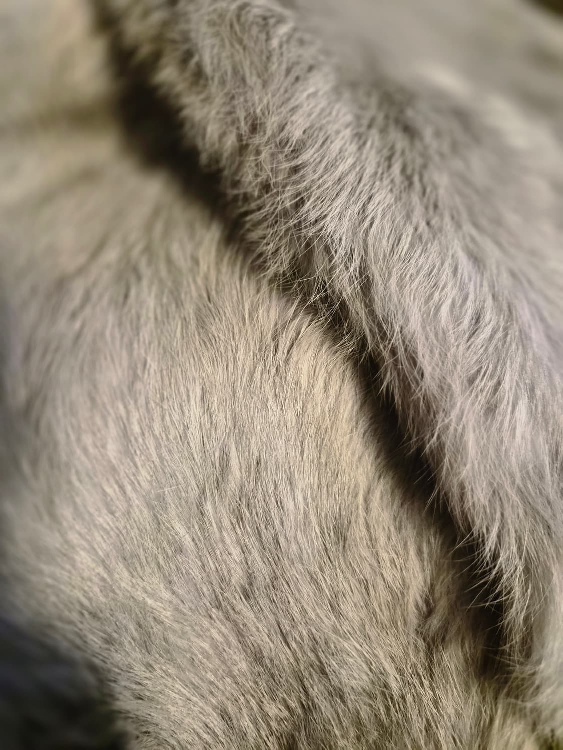 천연 렉스 목도리 상품이미지1