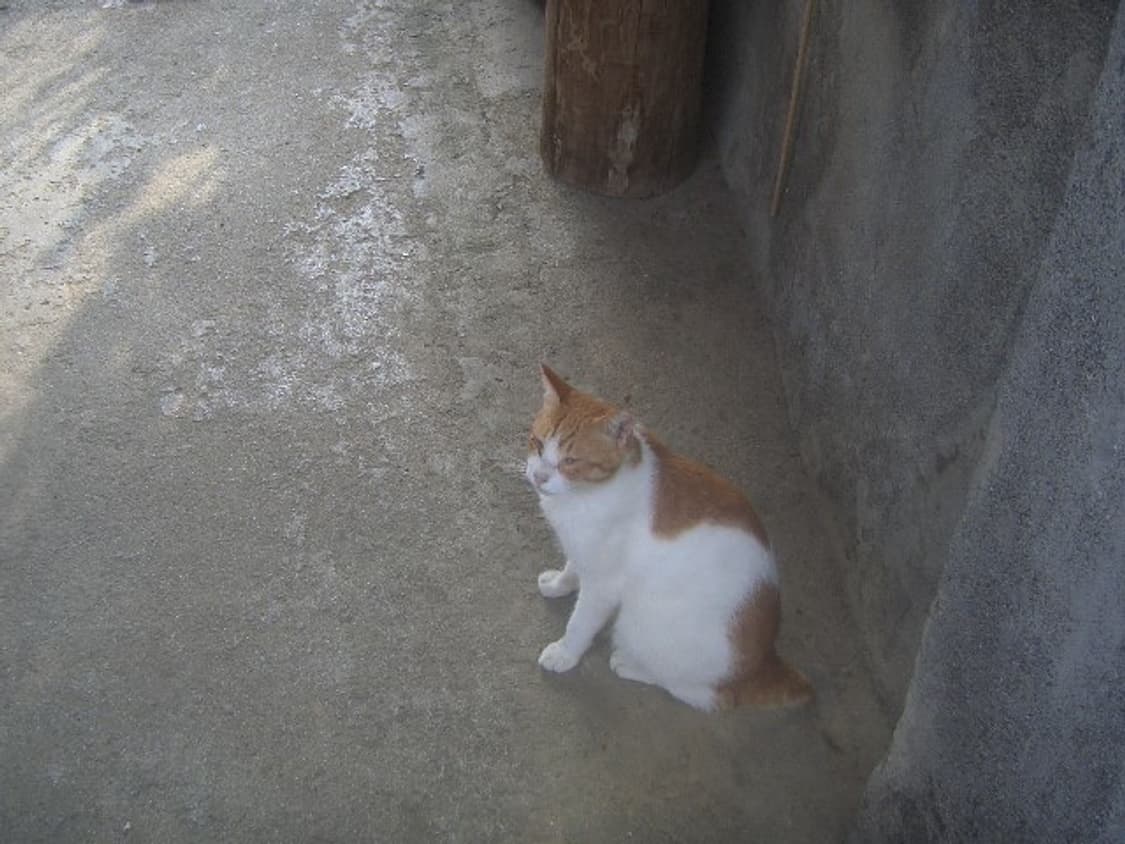 카시오 QV-R51 디카 상품이미지3