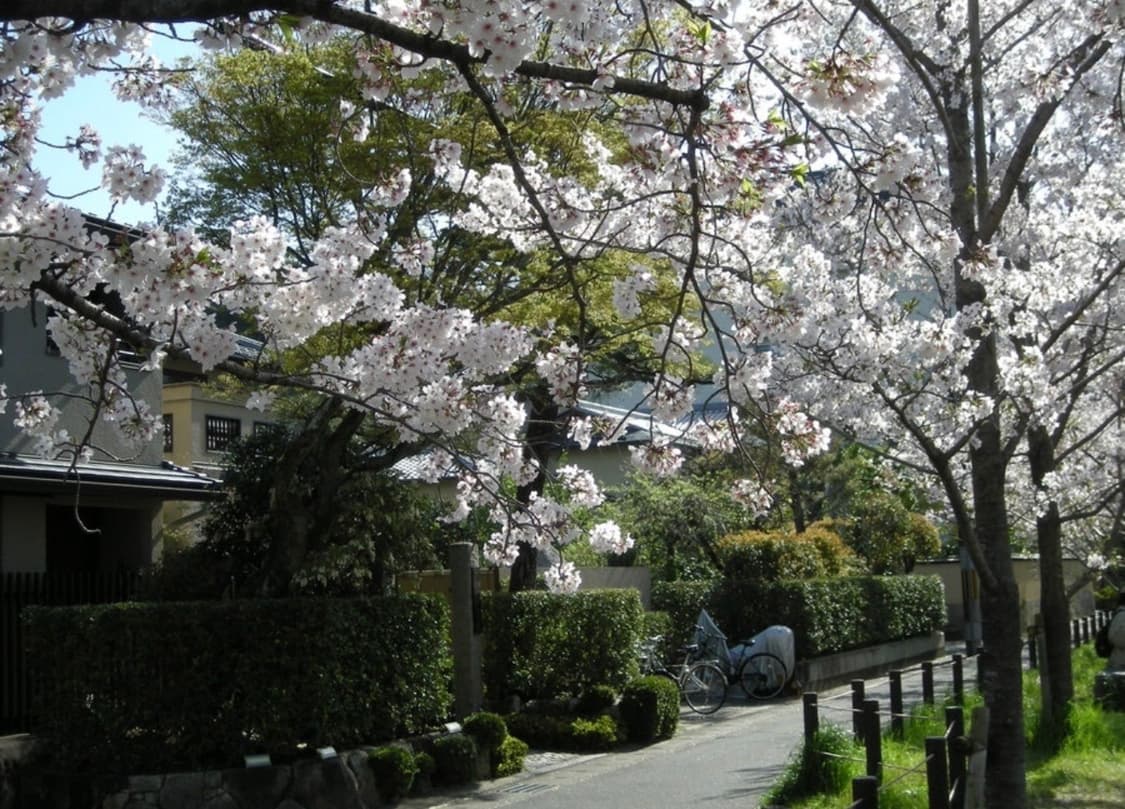 급처/작례O) 니콘 쿨픽스 S500 nikon coolpix S500 상품이미지5