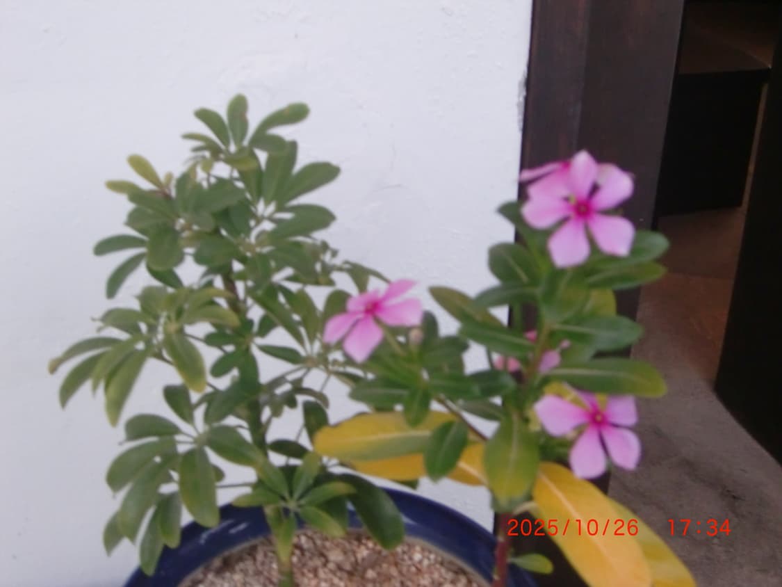 카시오 엑슬림 z400 상품이미지7