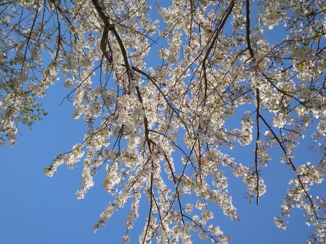 니콘 쿨픽스 s230 예약중입니다 상품이미지6