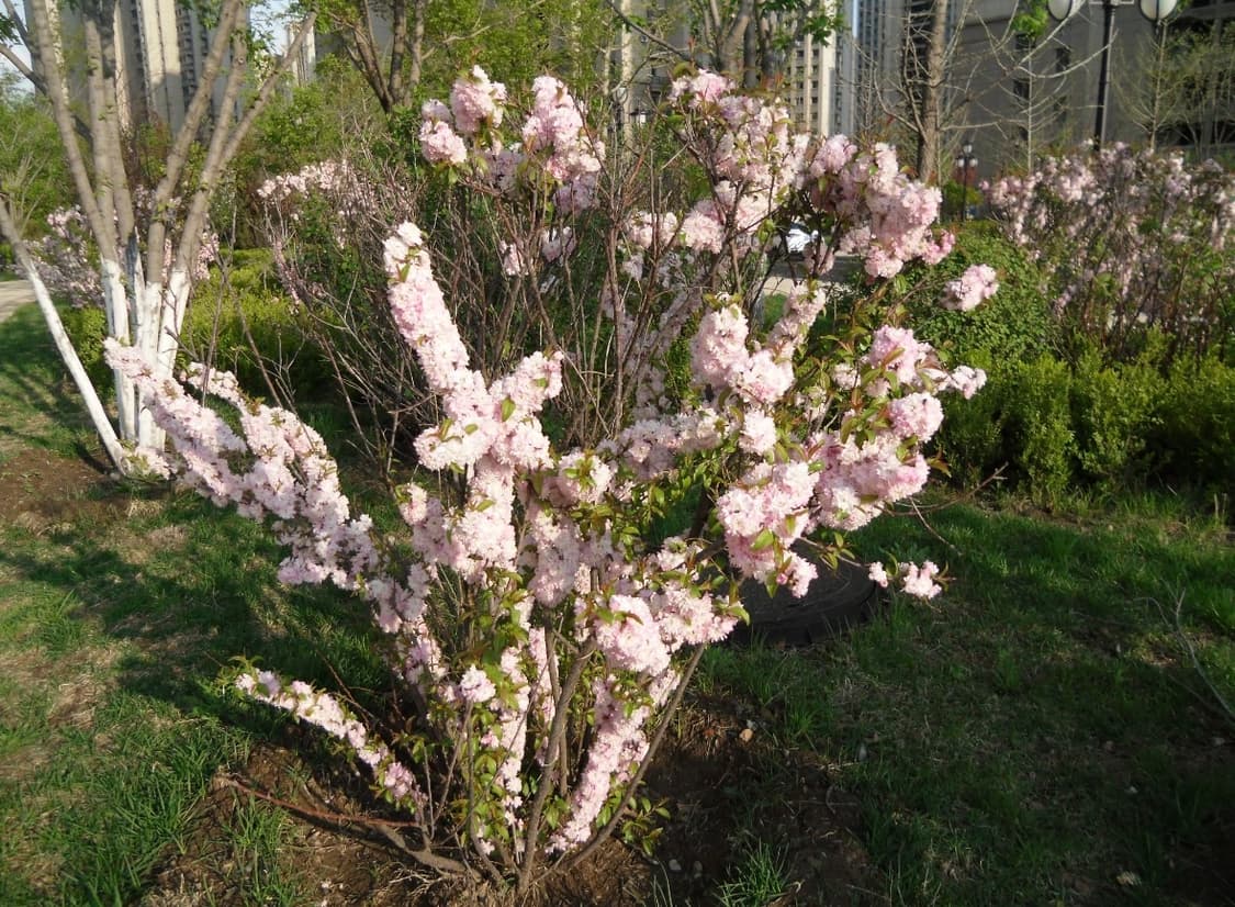 카시오 엑슬림 z370 핑크 디카 상품이미지7