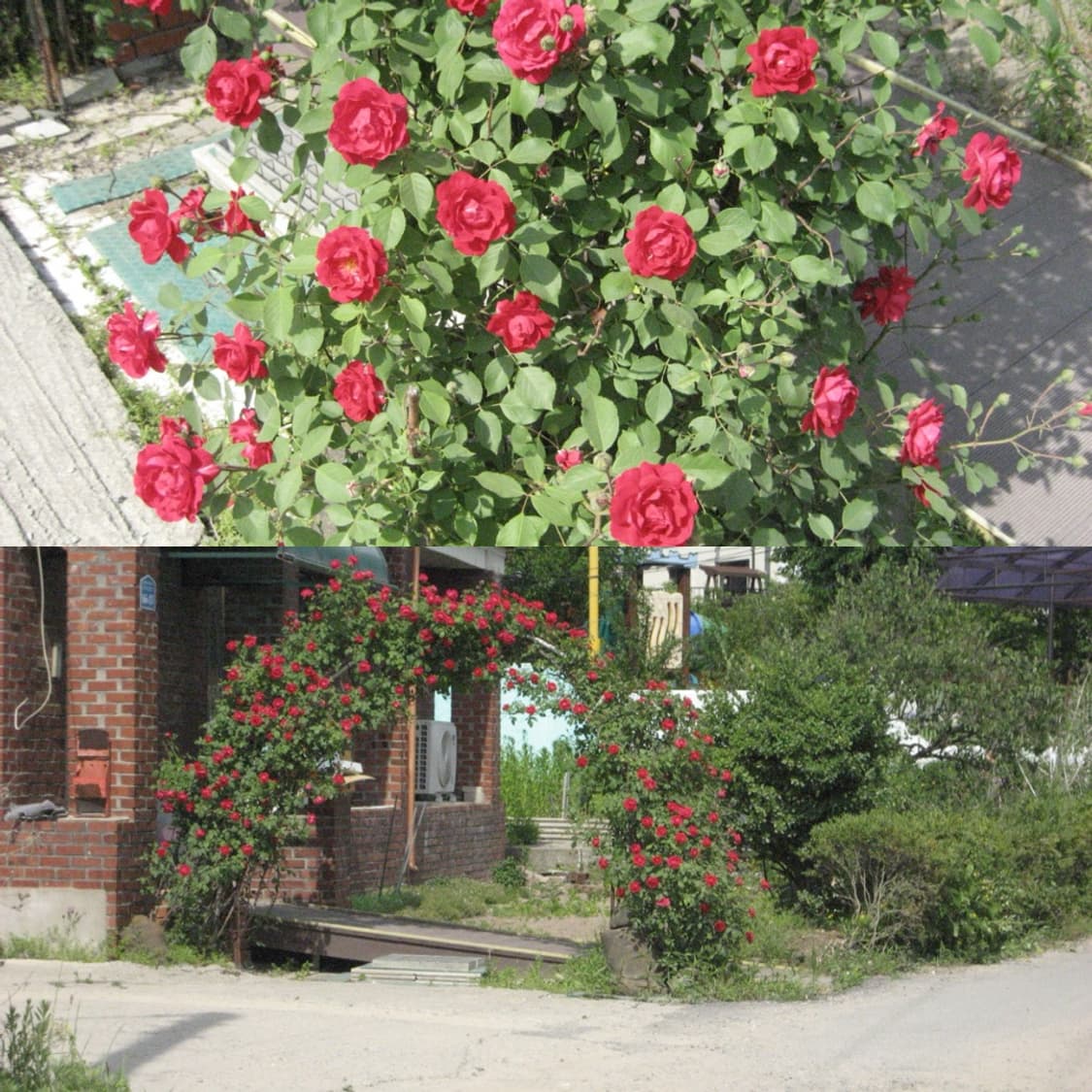 작례) 캐논 IXY 70 (Canon IXUS 60) 디카 📸 상품이미지2