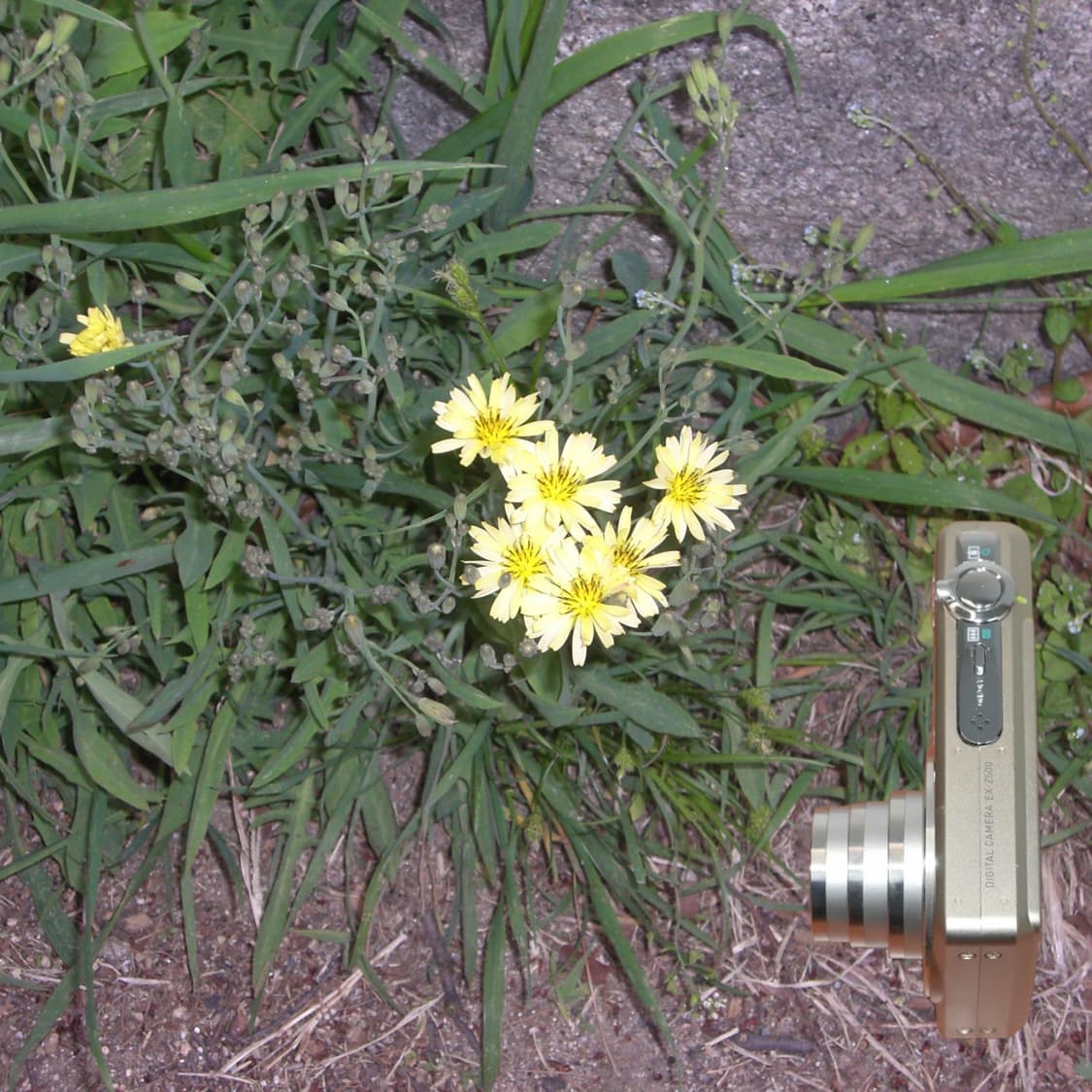 Casio EX-Z500 (✨A급/🎁풀패키지) 상품이미지8