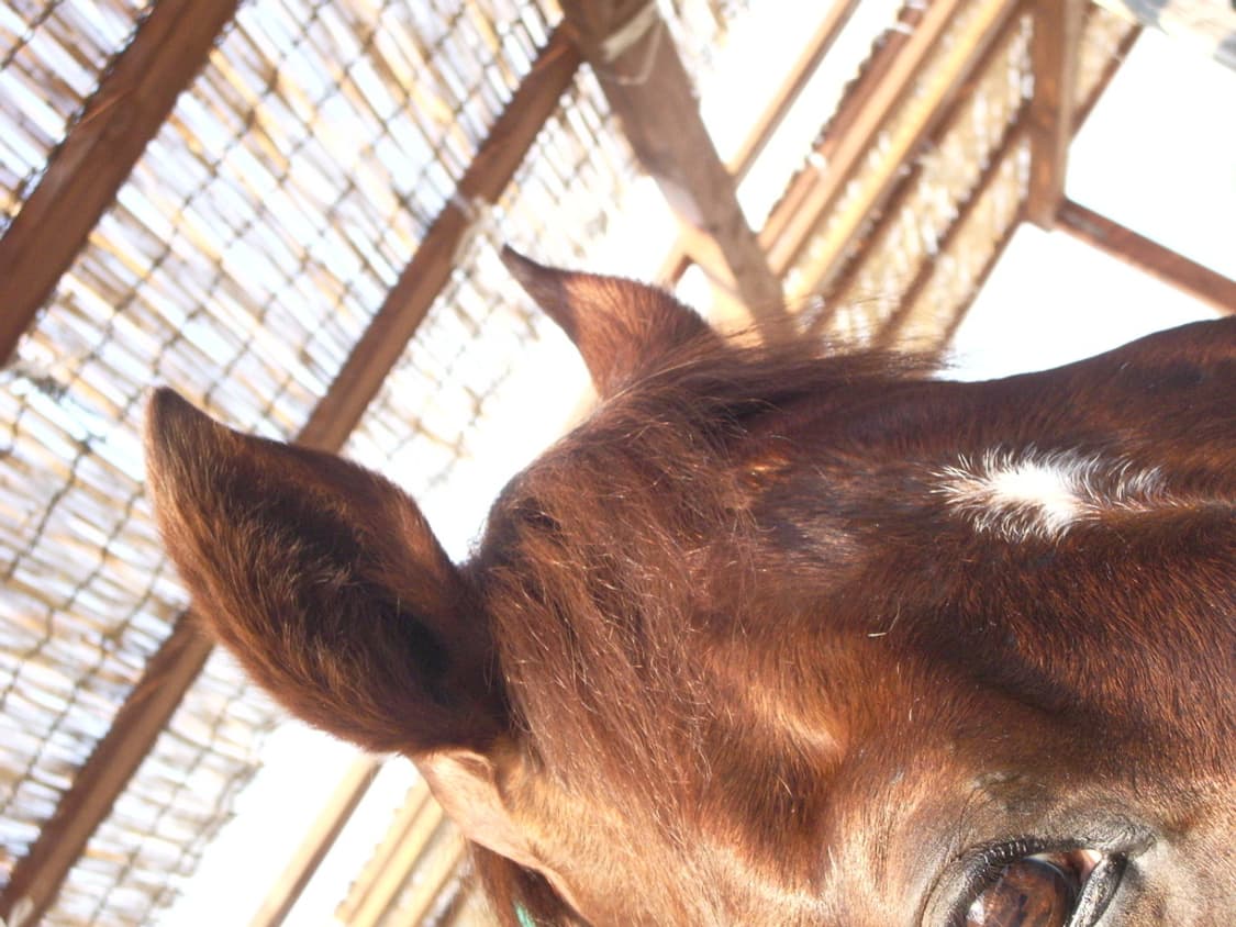 펜탁스 옵티오 PENTAX Optio S60 실버 상품이미지4