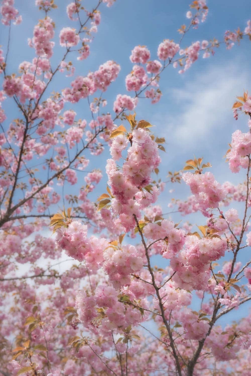 ✨미품 소프트 모드✨ 카시오 엑실림 EX-ZR400 핑크🌸 상품이미지10