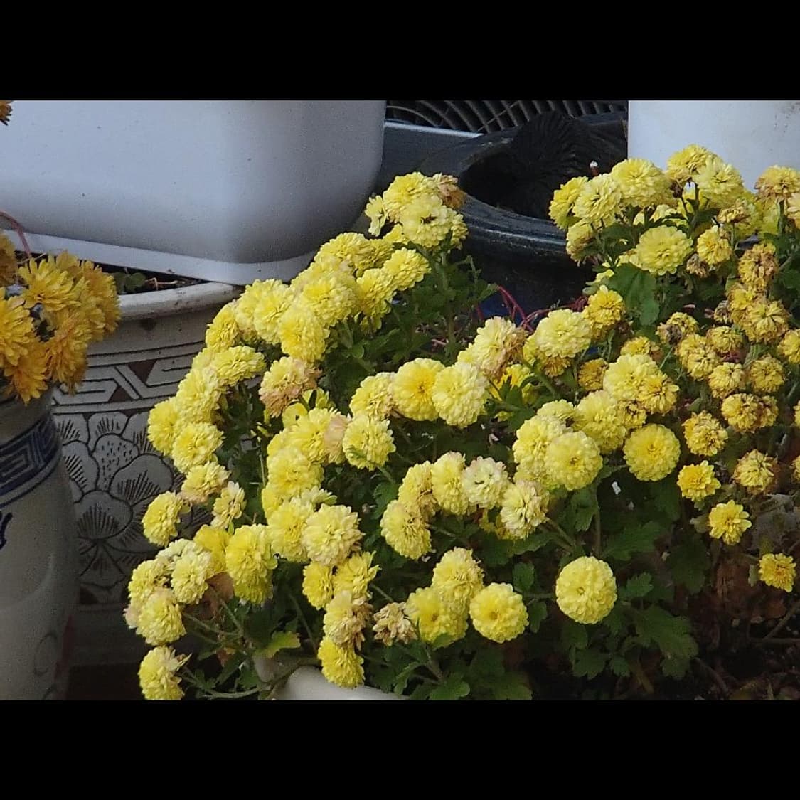 작례⭕️ 올림푸스 터프 TG-630 빈티지 디카 디지털카메라 상품이미지6