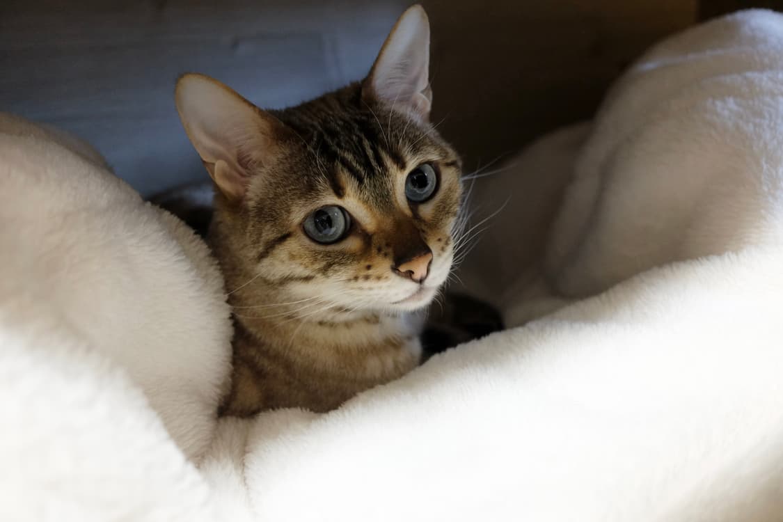 001. 반려동물 오색 실반지 상품이미지1