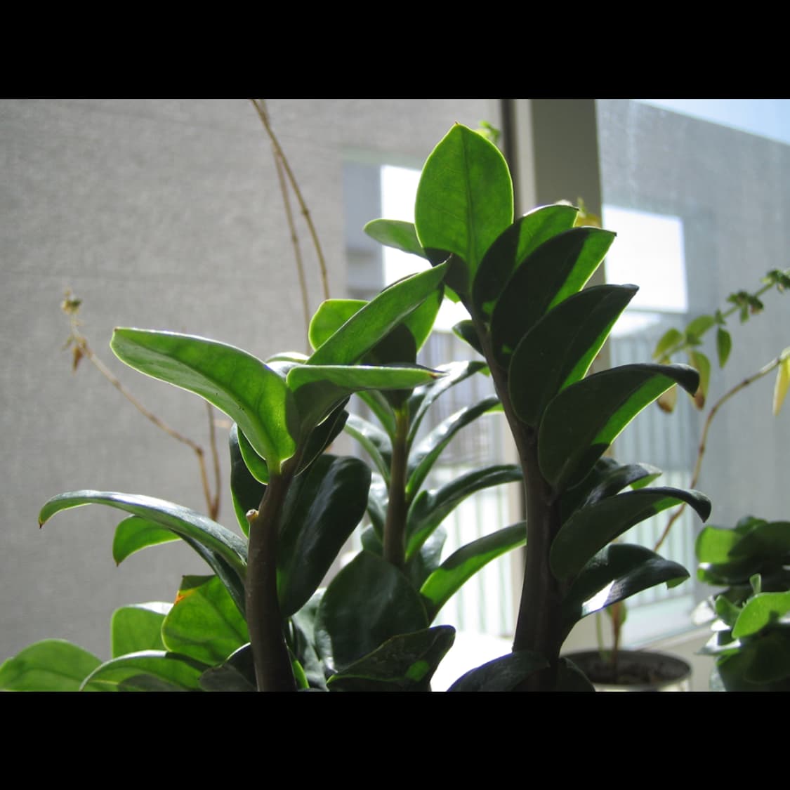 작례⭕️ 캐논 IXY PC 1060  상품이미지5