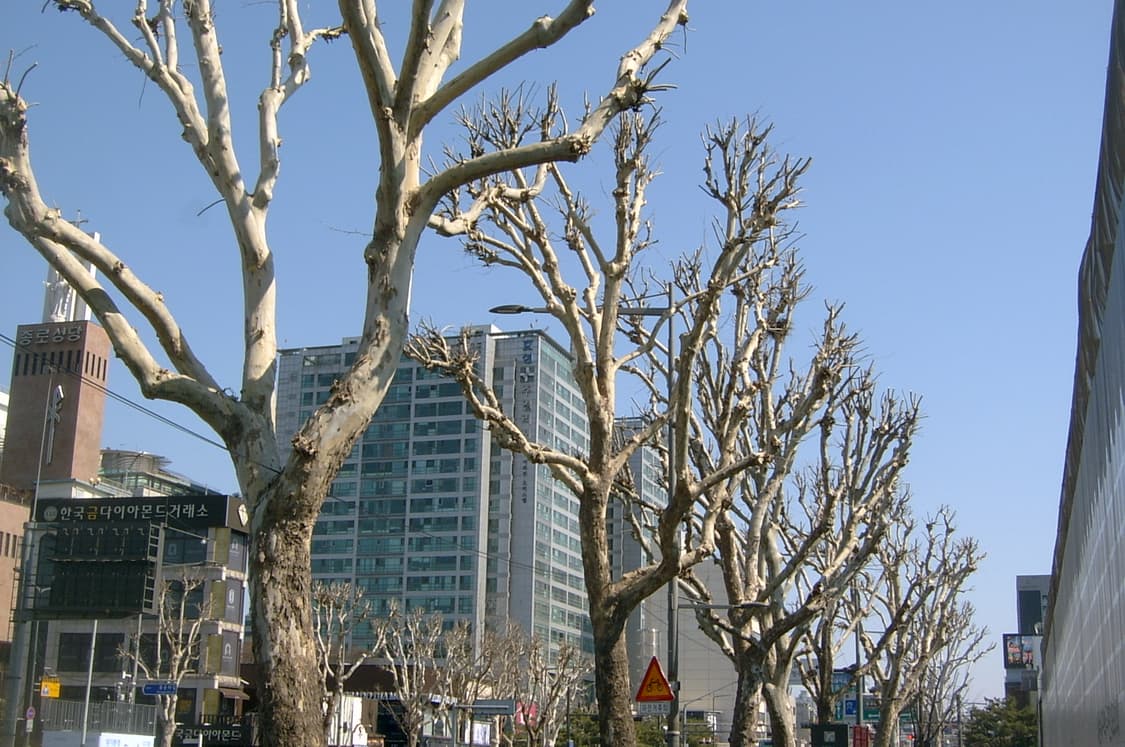 Samsung kenox digimax V3 / 작례⭕️ 상품이미지5