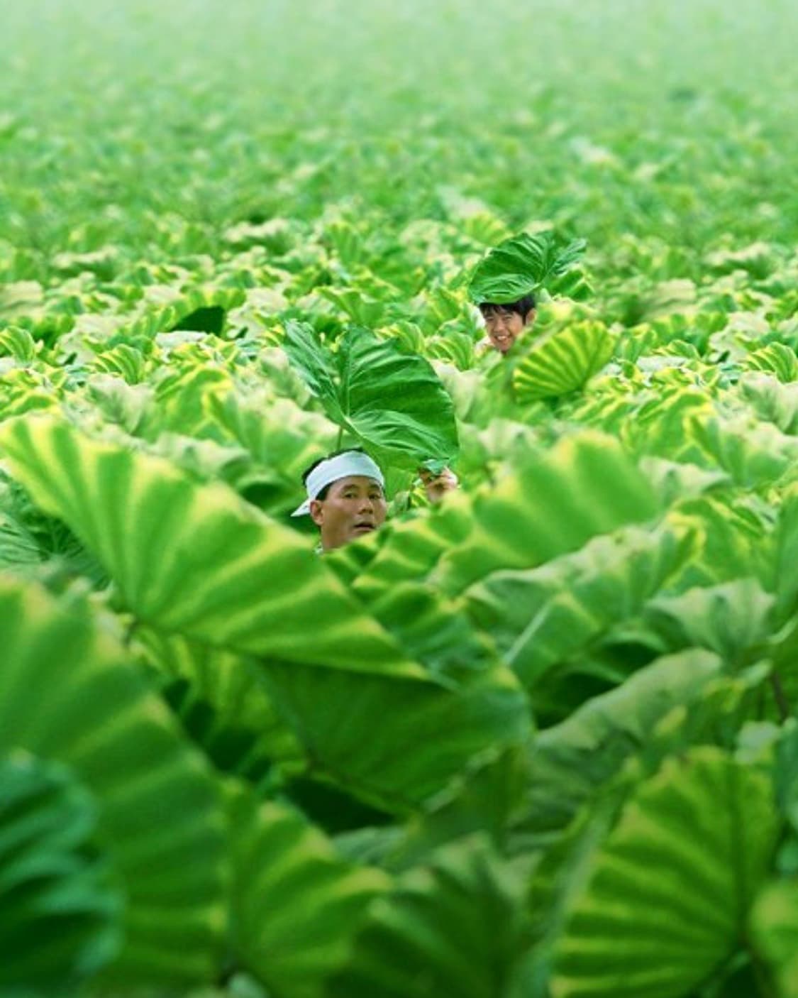 히사이시 조 - <기쿠지로의 여름> 오리지널 스코어 상품이미지4