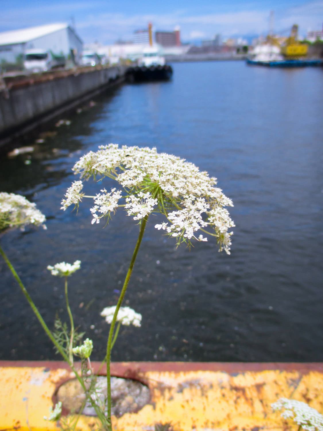 캐논 익서스 Canon IXUS 132 실버 상품이미지4