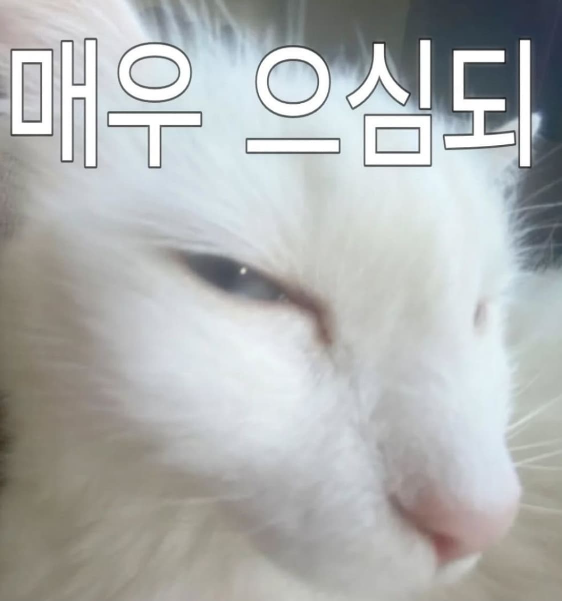 미야옹 상품이미지1