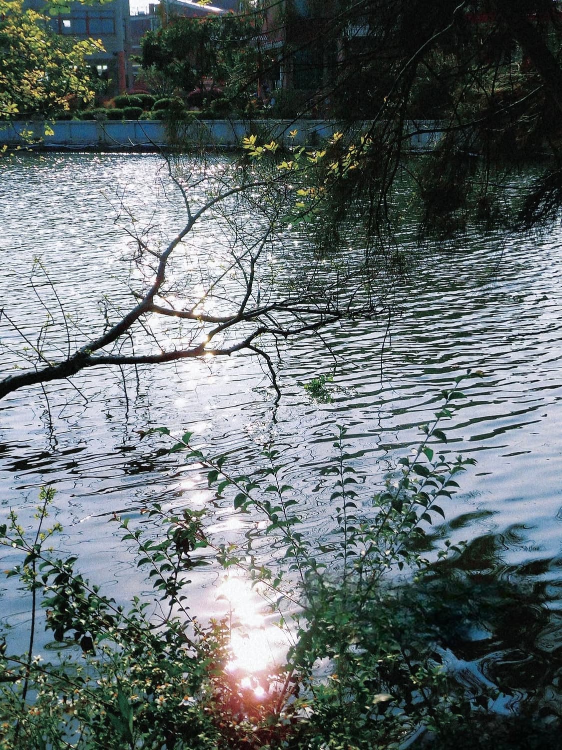 카시오 엑슬림 ZS240 체리레드 빈티지디카 상품이미지3