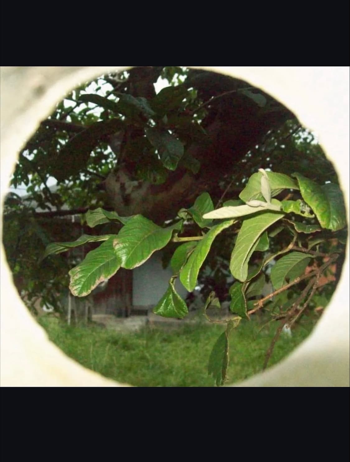 코닥 이지쉐어 c813 디지털카메라 상품이미지9