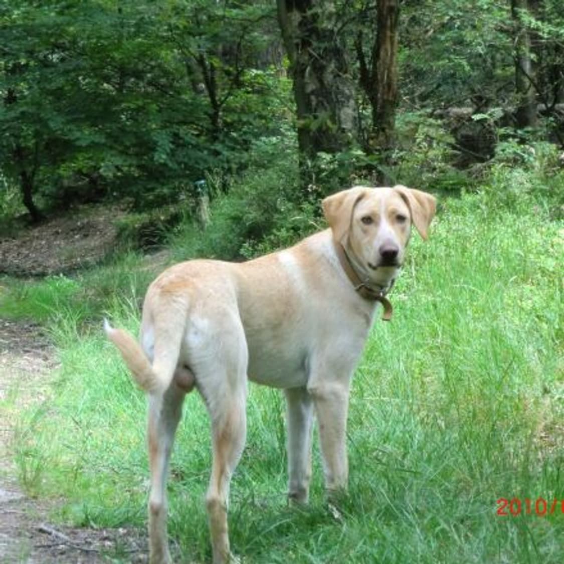 Casio exilim 카시오 엑슬림 ex-z550 빈티지디카 디카 상품이미지10