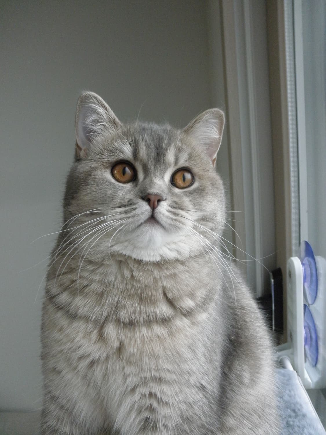 olympus u-7020 올림푸스 뮤 7020 (레드) 상품이미지4