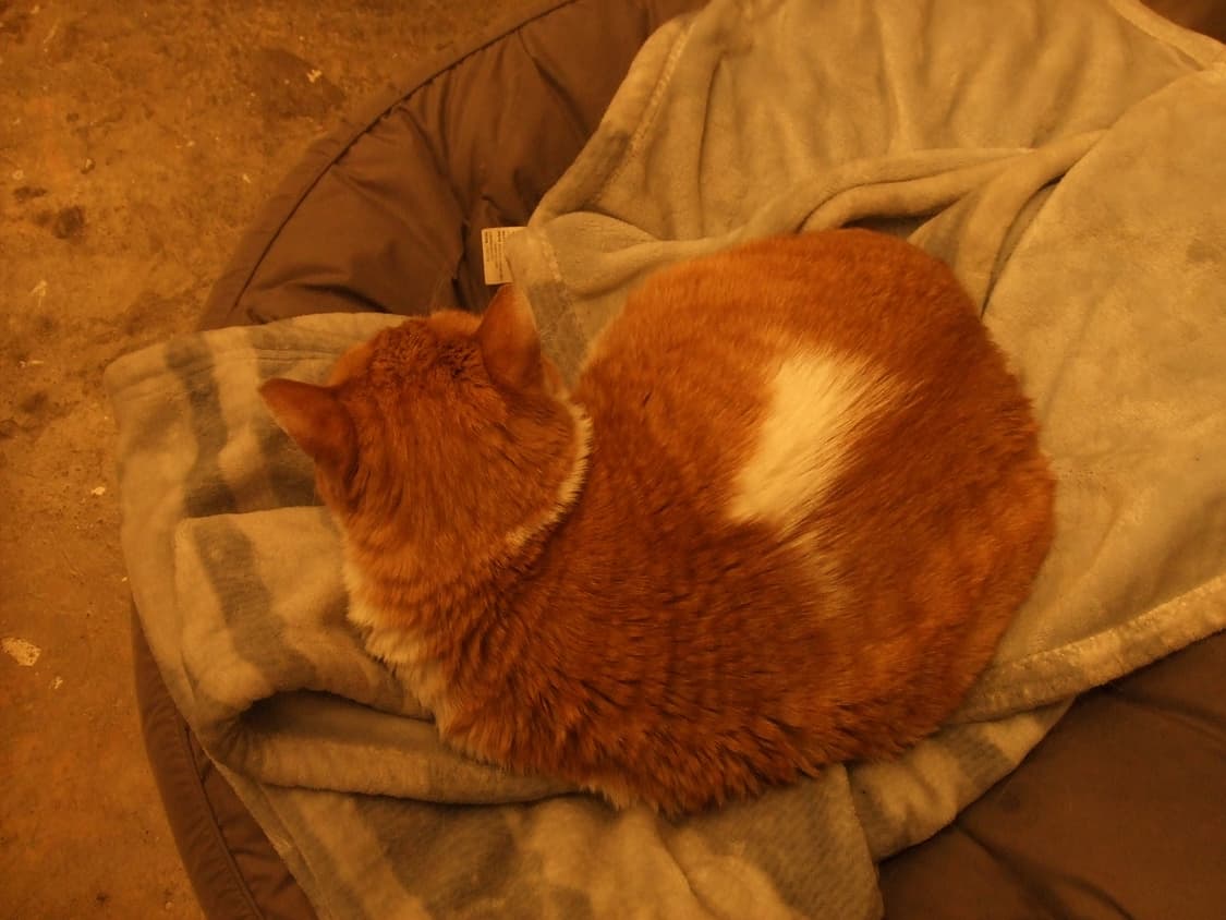 [뉴진스 민지 디카] 후지필름 파인픽스 z5 상품이미지5