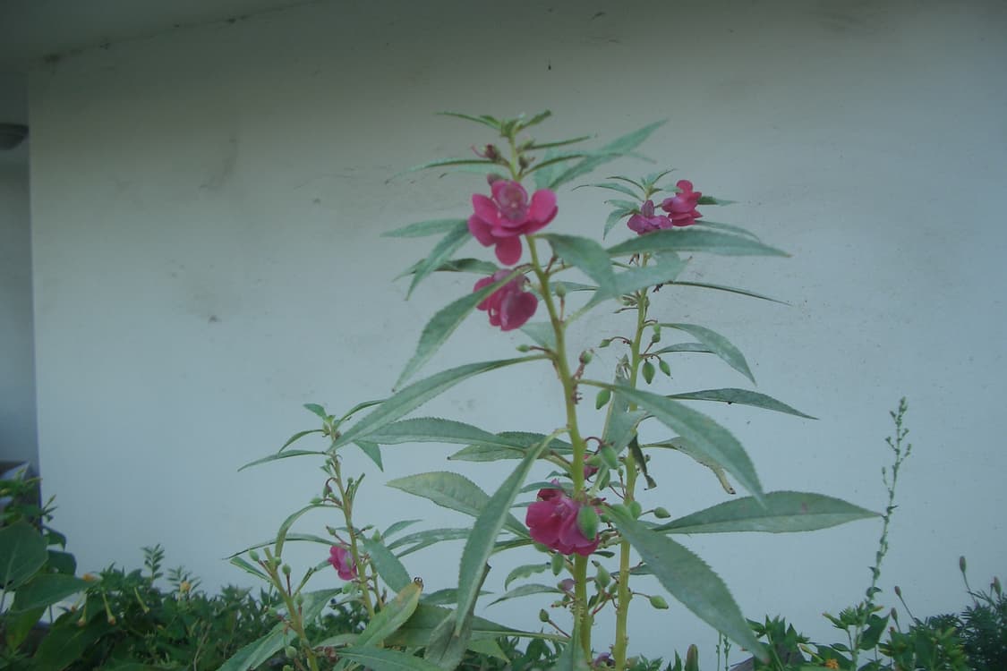 카시오 엑슬림 ex-z4 디카 (빈티지 카메라) 상품이미지8