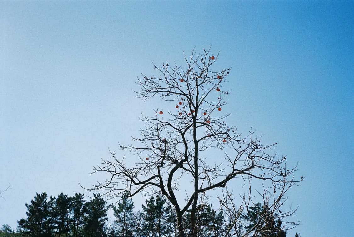 Canon Auto focus 35 M 자동 필카 상품이미지8