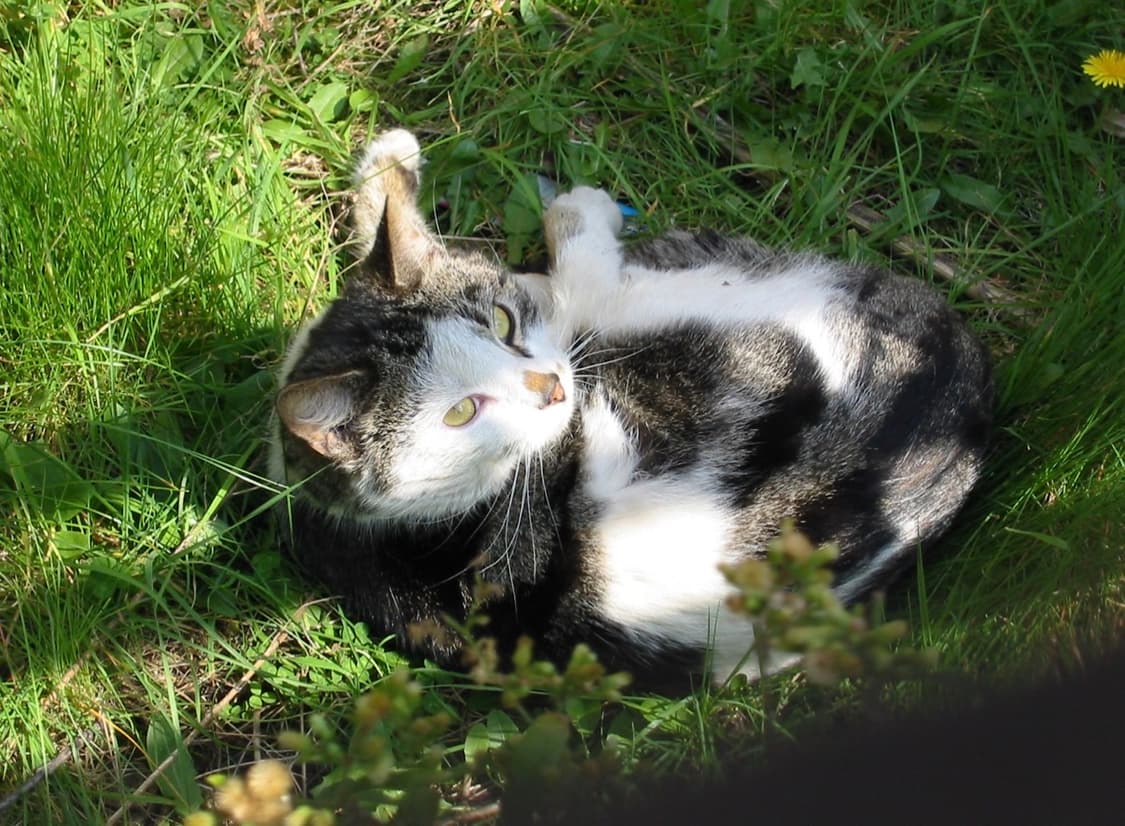 작례_캐논 Canon ixus 330 상품이미지9