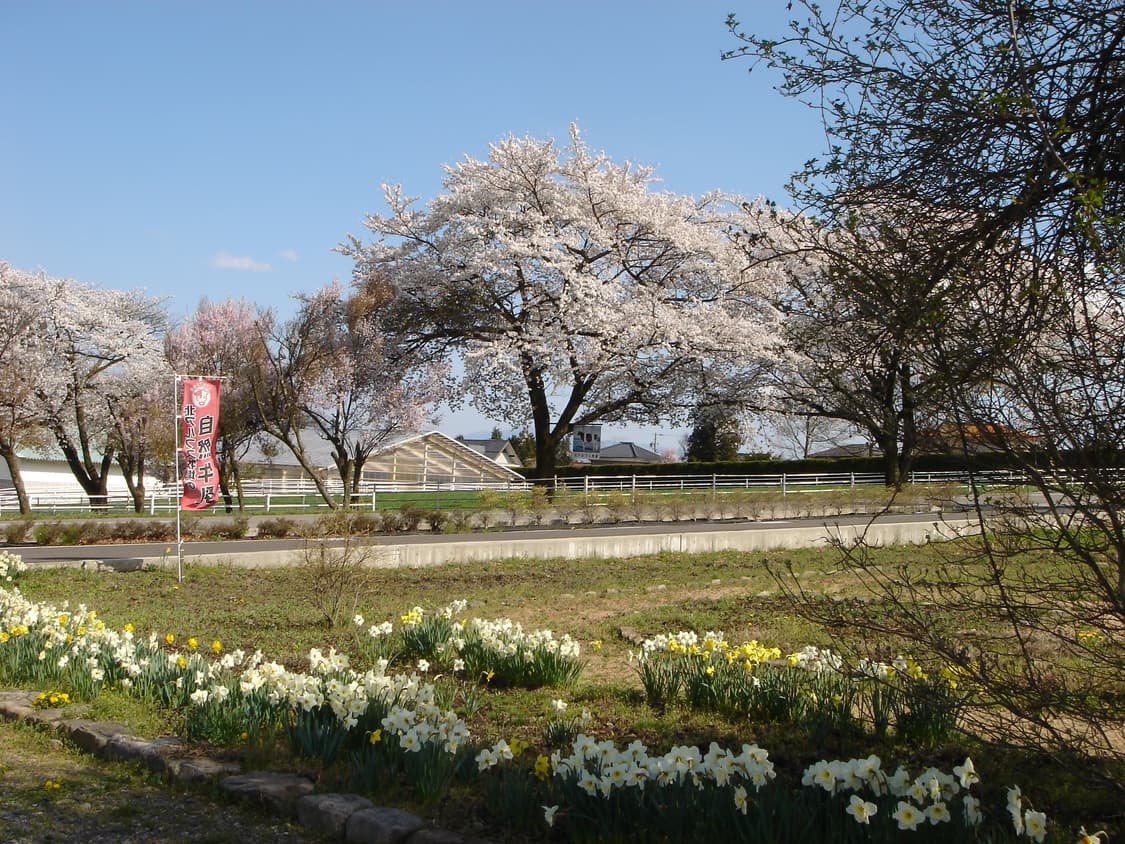 소니 사이버샷 dsc h50 디카 (정찰가+즉시거래 우대) 상품이미지9