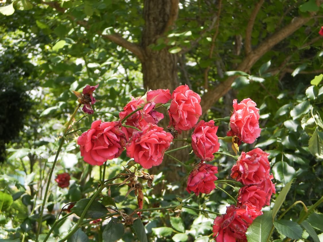 롤라이 Rollei flexline 140 상품이미지3