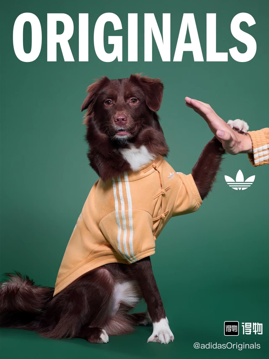 아디다스 강아지 고양이 옷 중티다스 상품이미지4