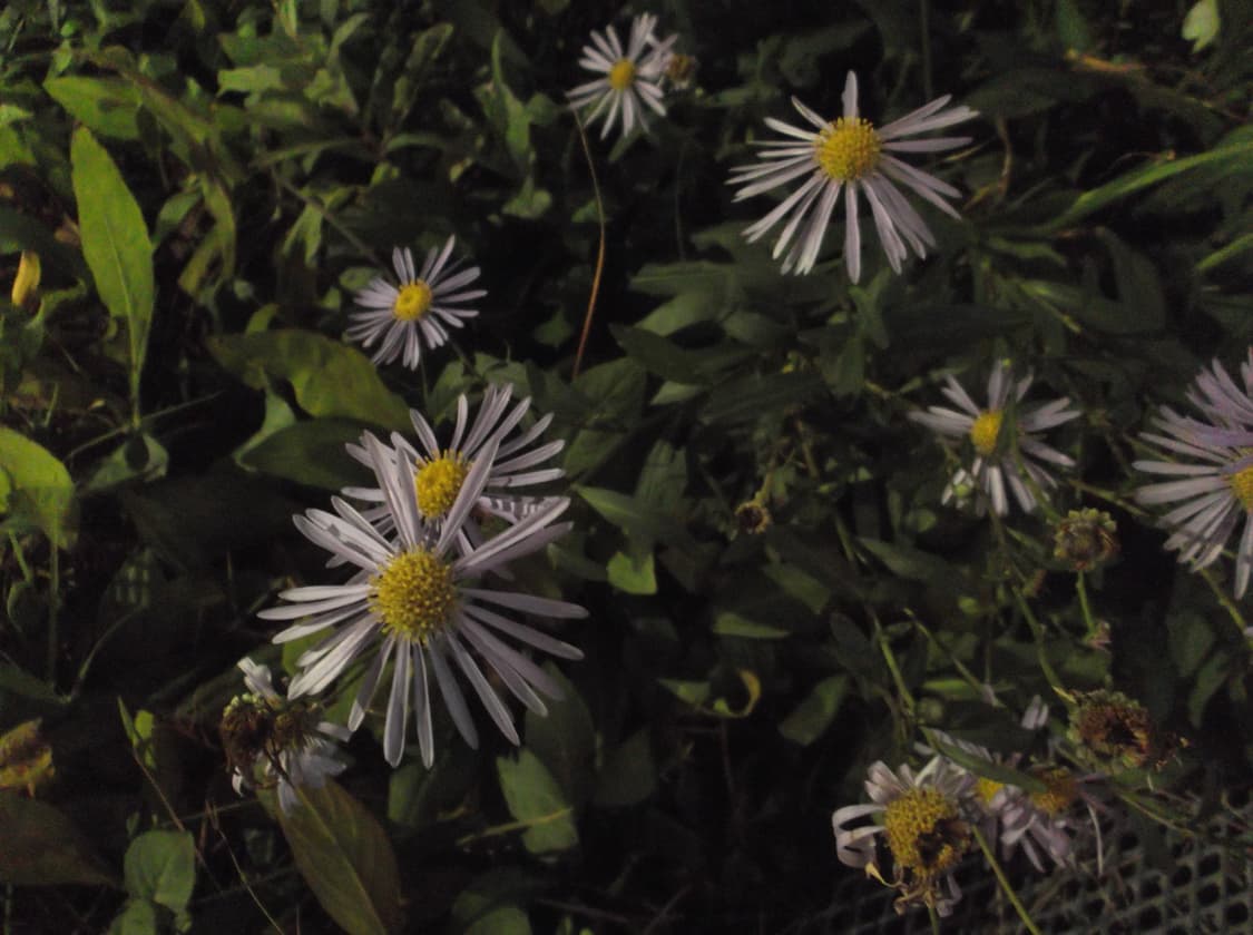 Fujifilm FinePix JX420 상품이미지5