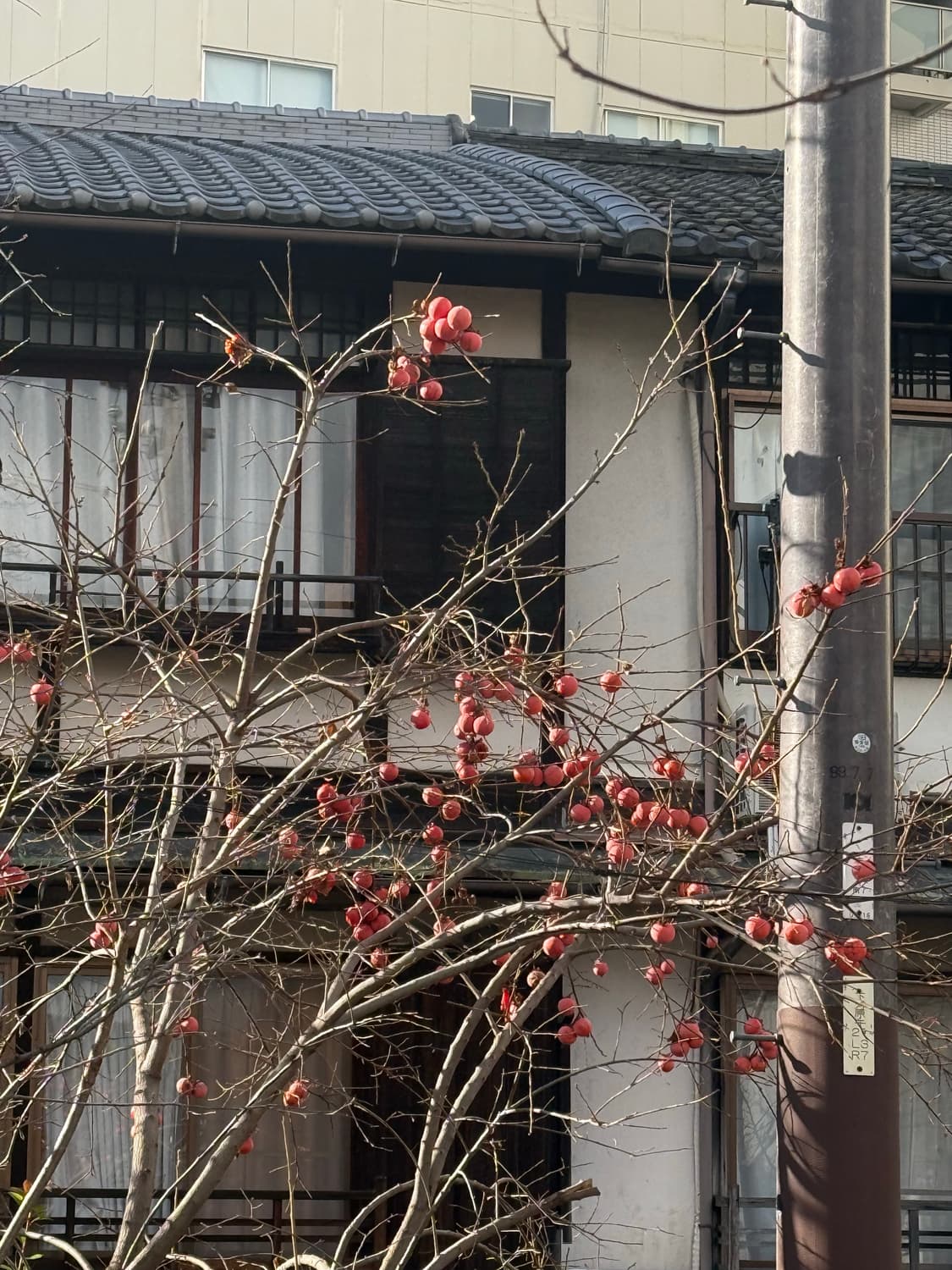 꼼데가르송 자켓 팬츠 팬츠 결제창 상품이미지1