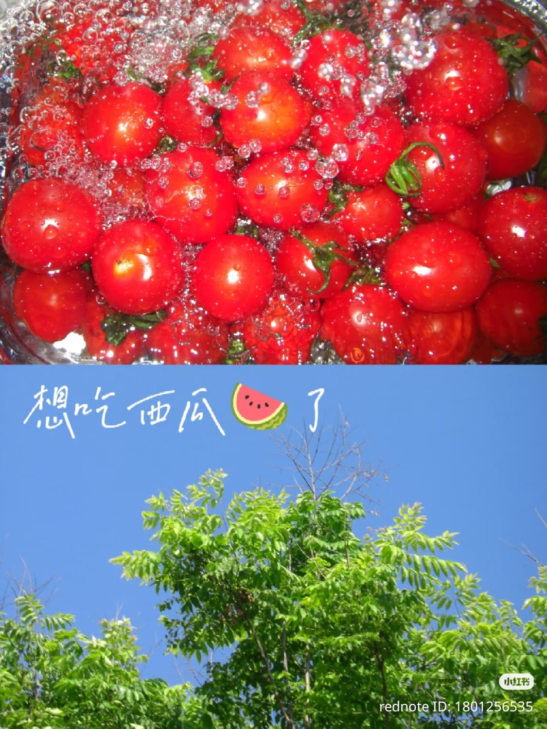 (작례O) Casio exilim EX-V8 상품이미지6