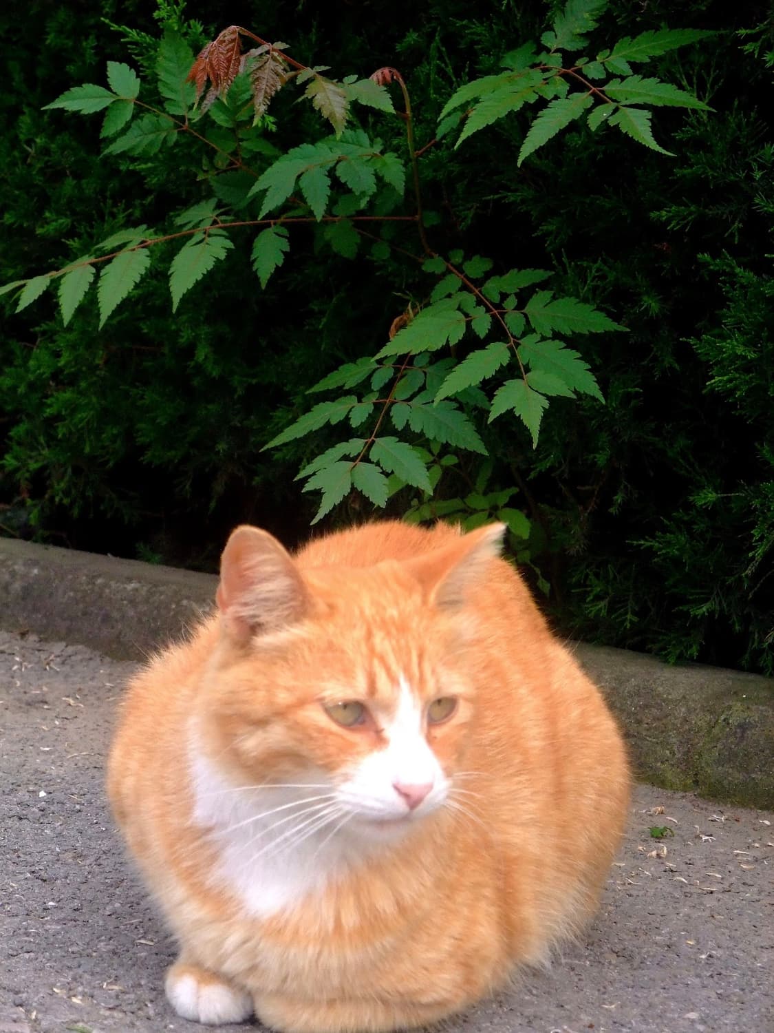 (필름감성!🫧) 후지필름 파인픽스 F100fd | Finepix 상품이미지3