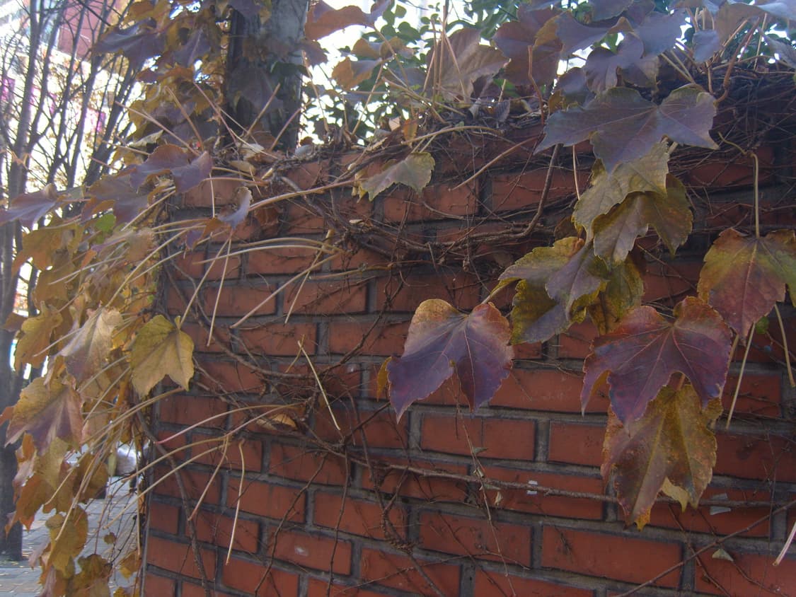 삼성 케녹스s1030디카 상품이미지10