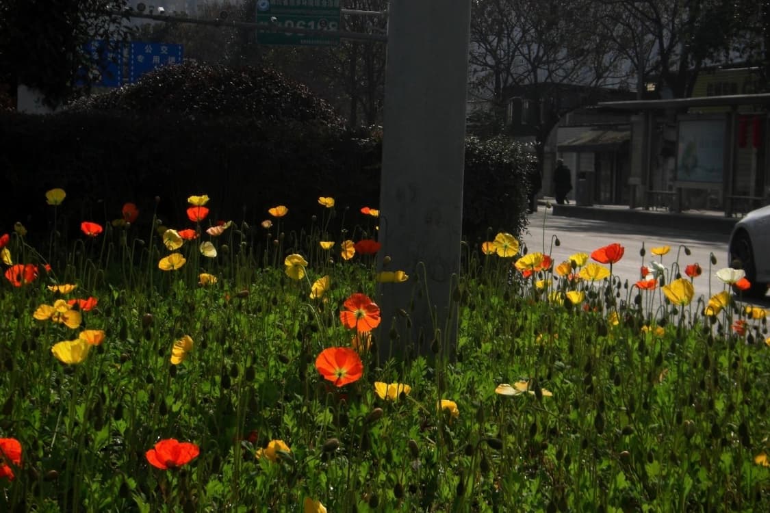 (영화색감!🫧) 카시오 엑슬림 V8 | Casio Exilim V7 상품이미지6