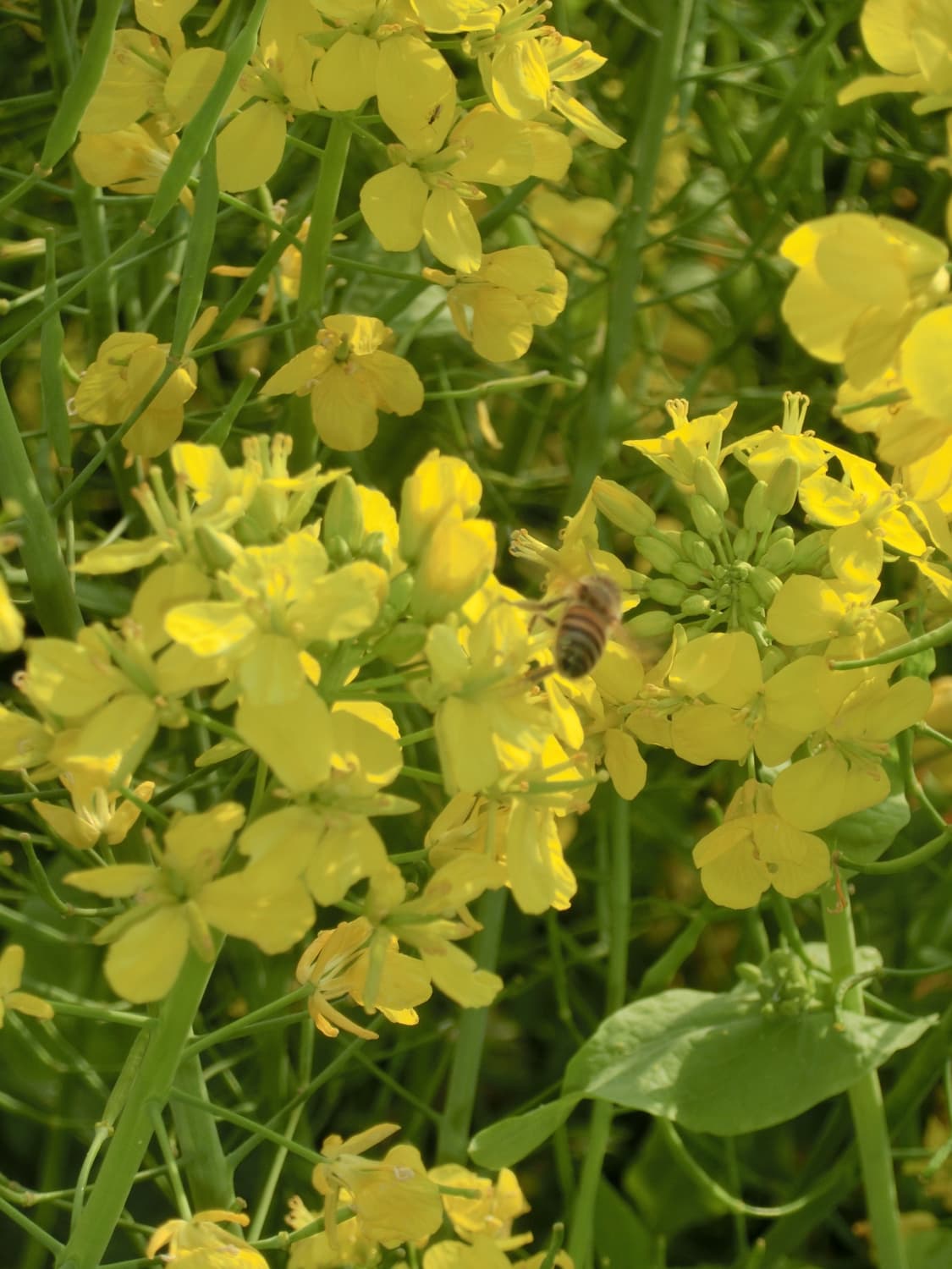 희귀 매물 예쁜 핑크 카시오 엑슬림 ex-zr400 상품이미지10