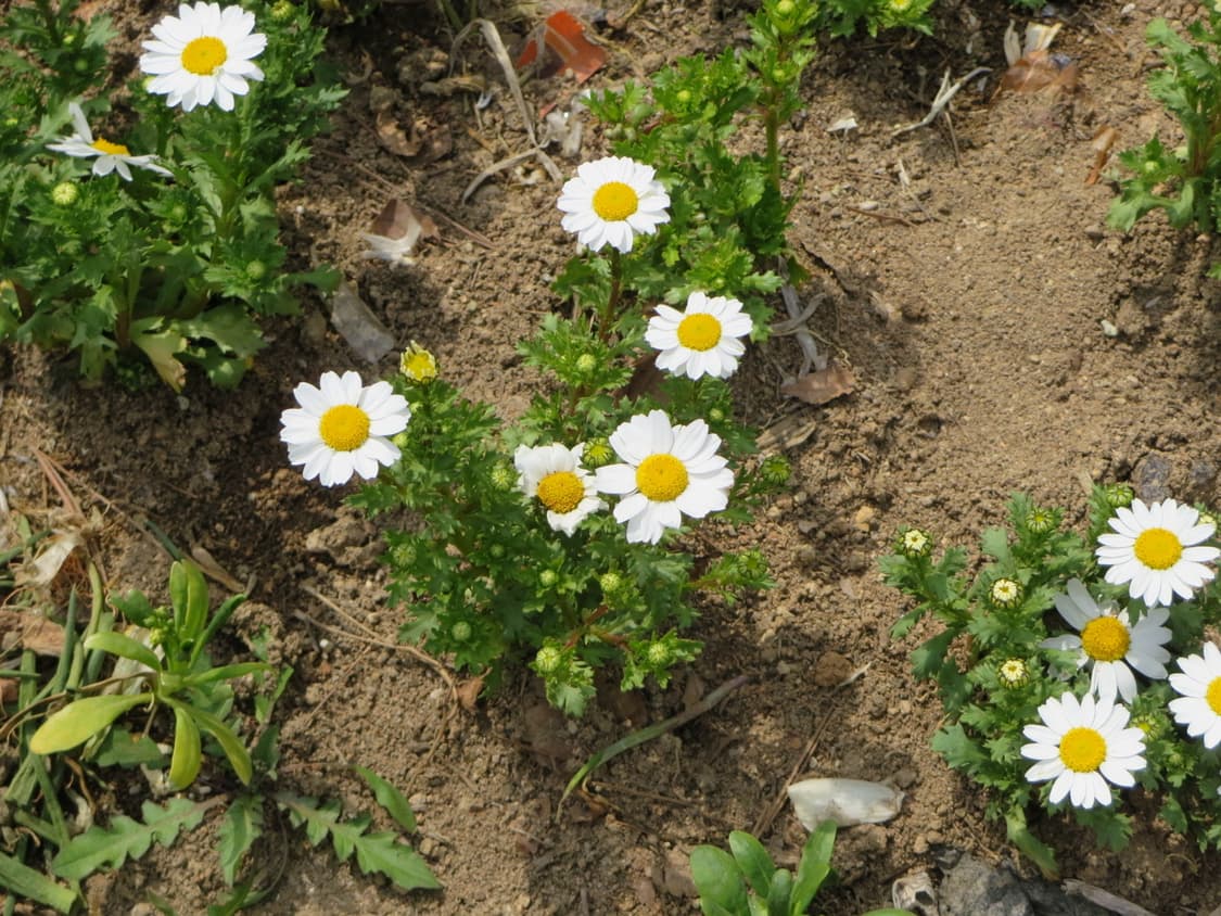 캐논 파워샷 N 상품이미지7