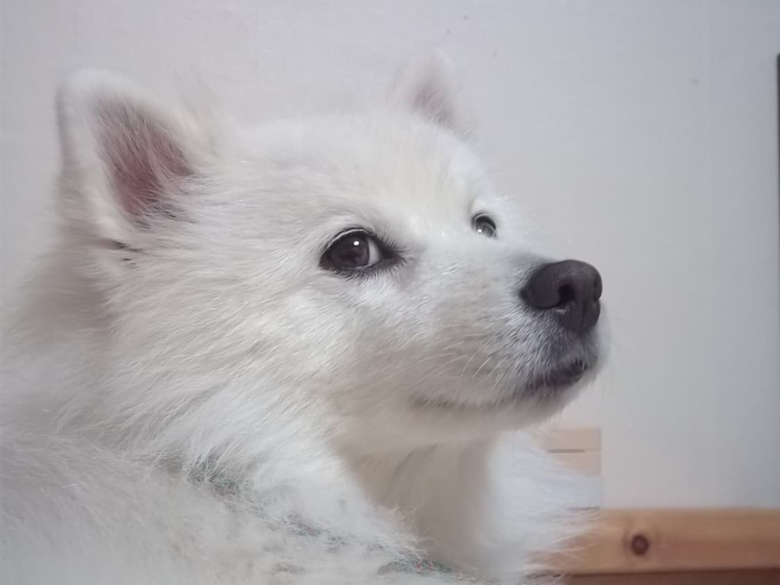 코닥 이지쉐어 c143 kodak easyshare c143 상품이미지6