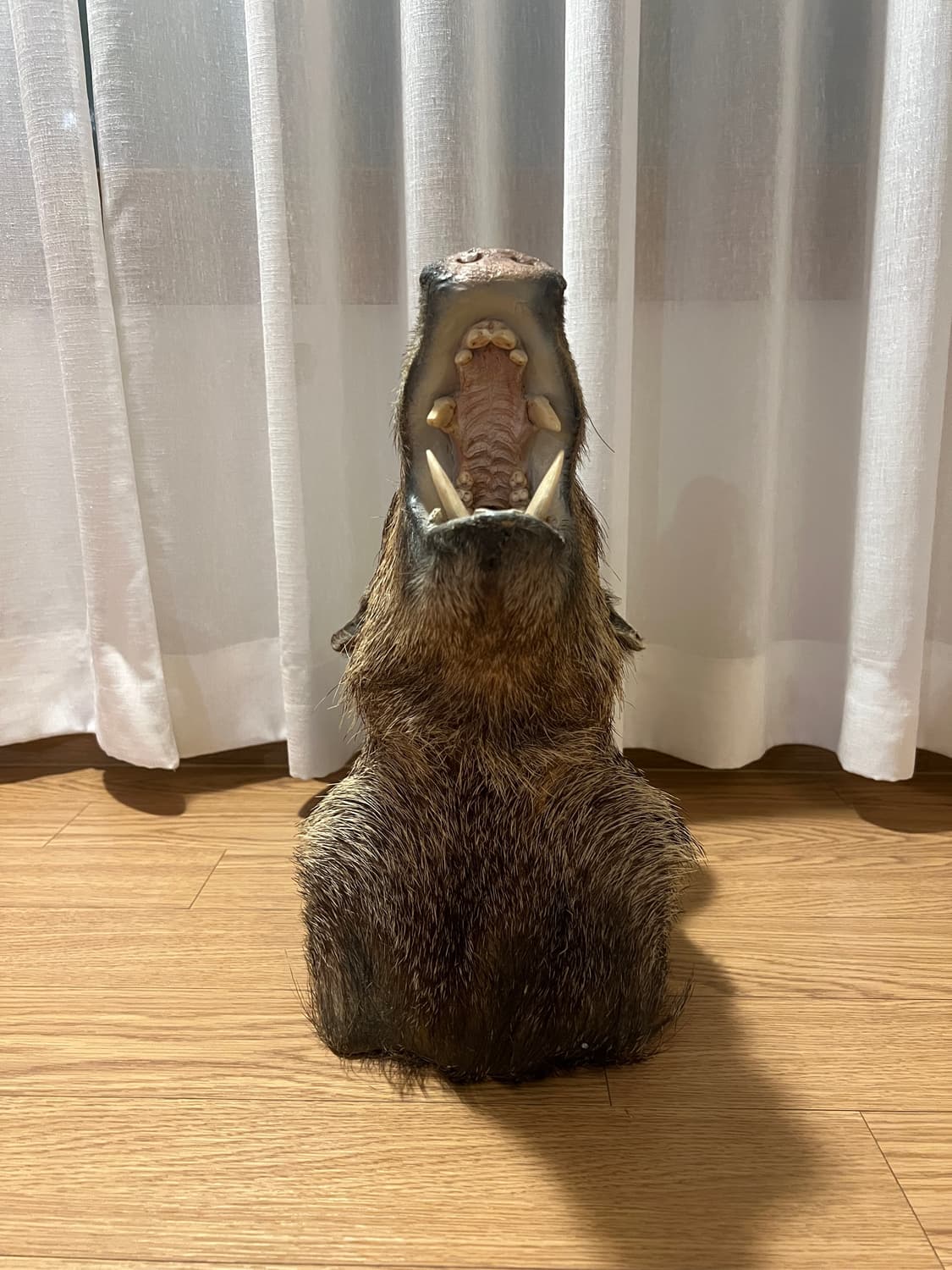 Javelina 숄더마운트 박제 헌팅트로피2 상품이미지2