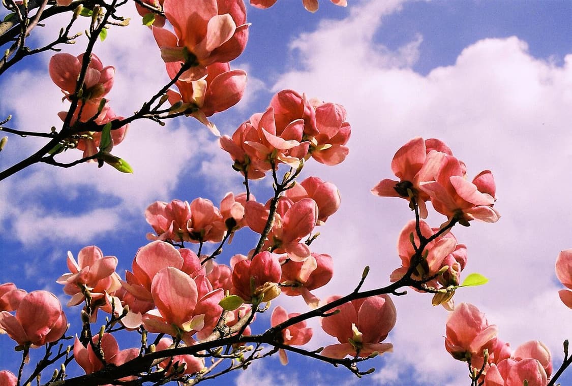 작례O 미놀타 360si + 미놀타 af 35-80 필름카메라 빈티지 필 상품이미지5