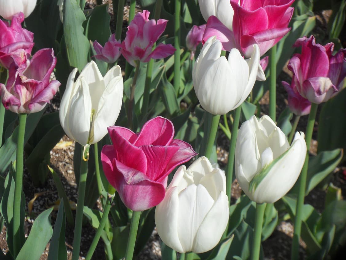 삼성 빈티지 디카 VLUU WB500 상품이미지8