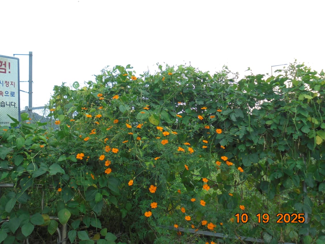 소니 사이버샷 dsc-w810 상품이미지8