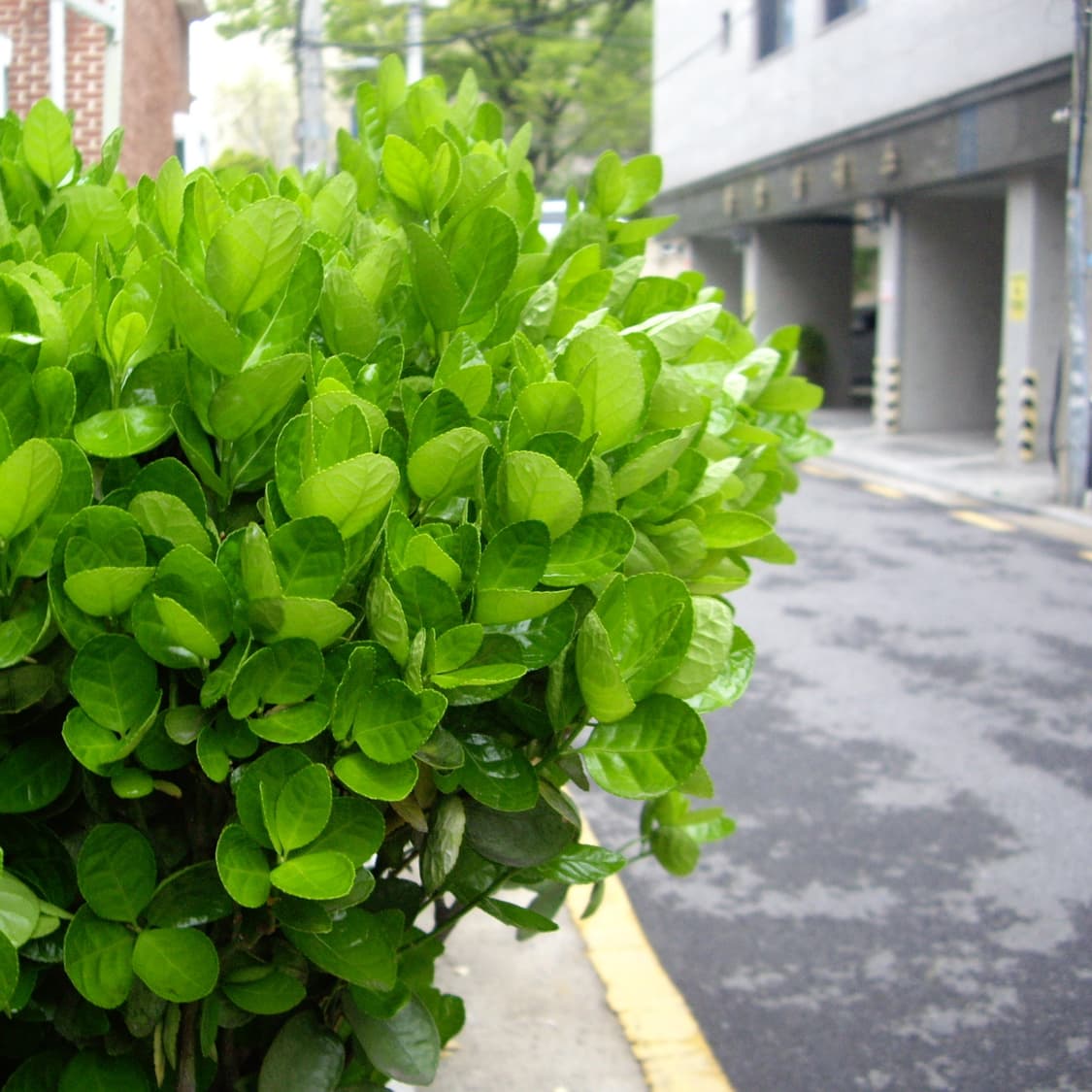 펜탁스 옵티오 A10(작례O) 상품이미지4