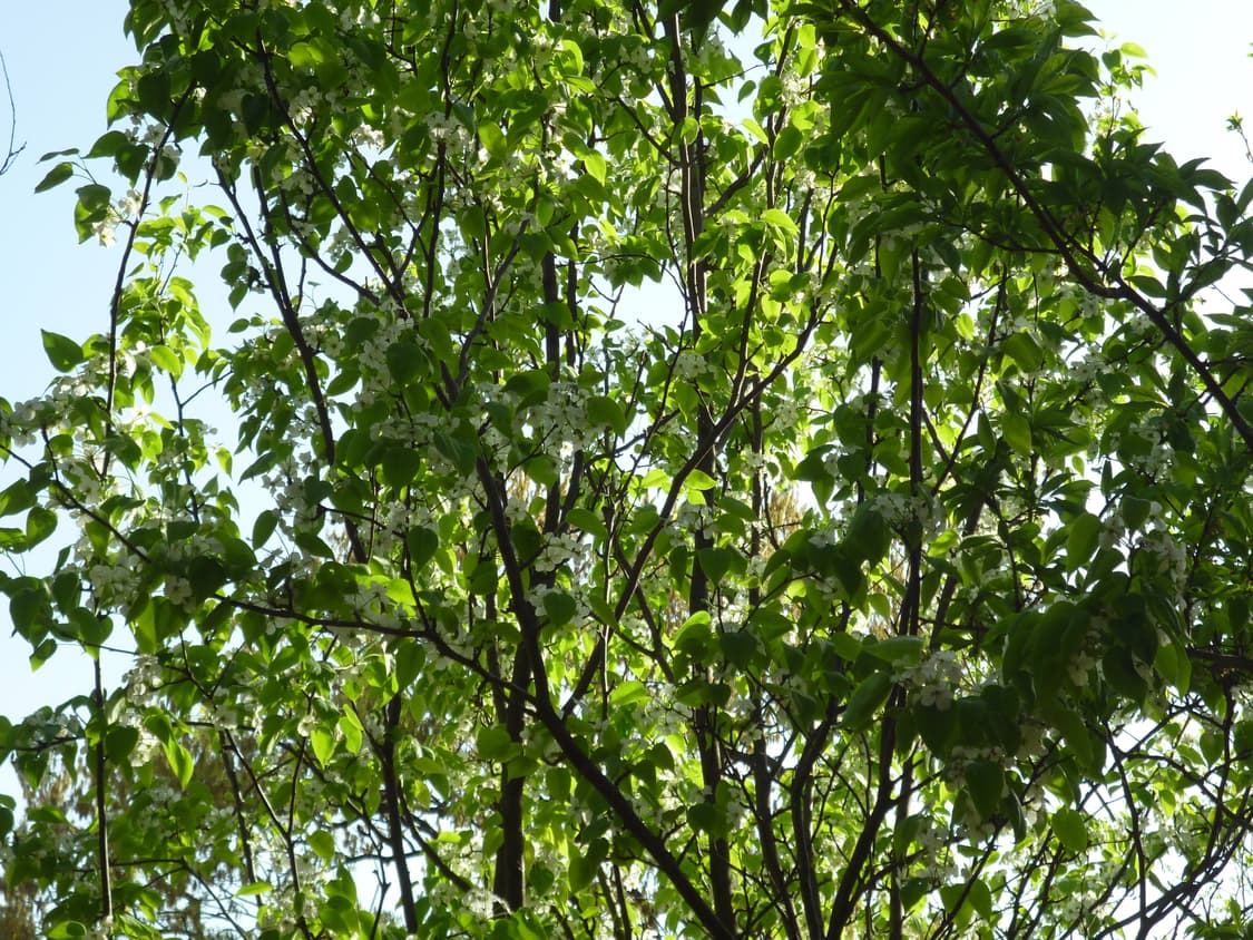 (츄디카/작례O) 파나소닉 루믹스 DMC-S1 빈티지 디카 상품이미지2