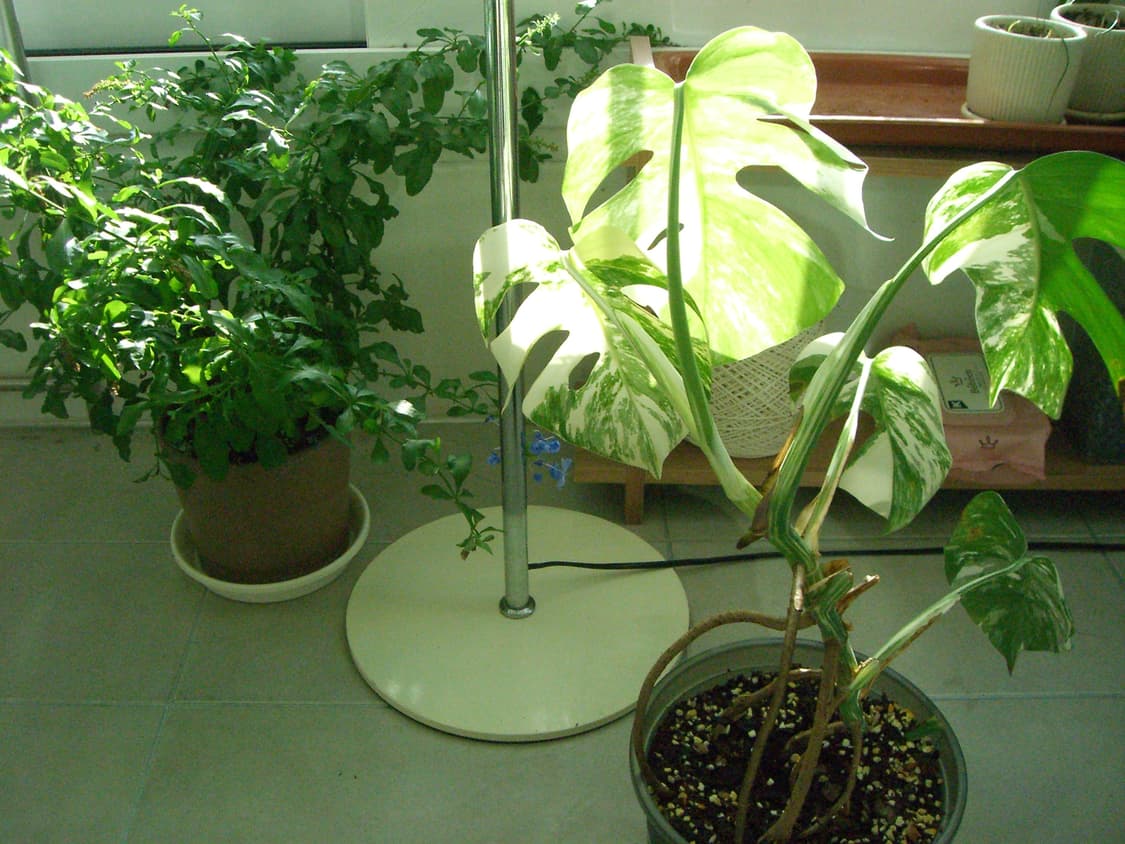 빈티지디카 카시오 엑슬림 s600 판매합니다 상품이미지10