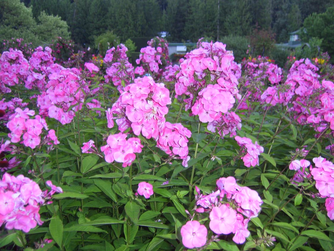 삼성 케녹스 v10 디카 (빈티지 카메라) 상품이미지8