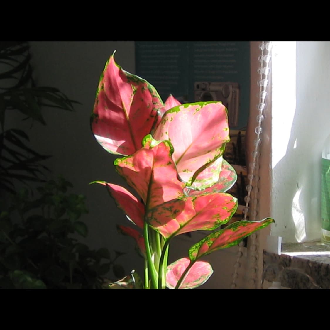 작례⭕️ 캐논 IXY PC 1060  상품이미지6