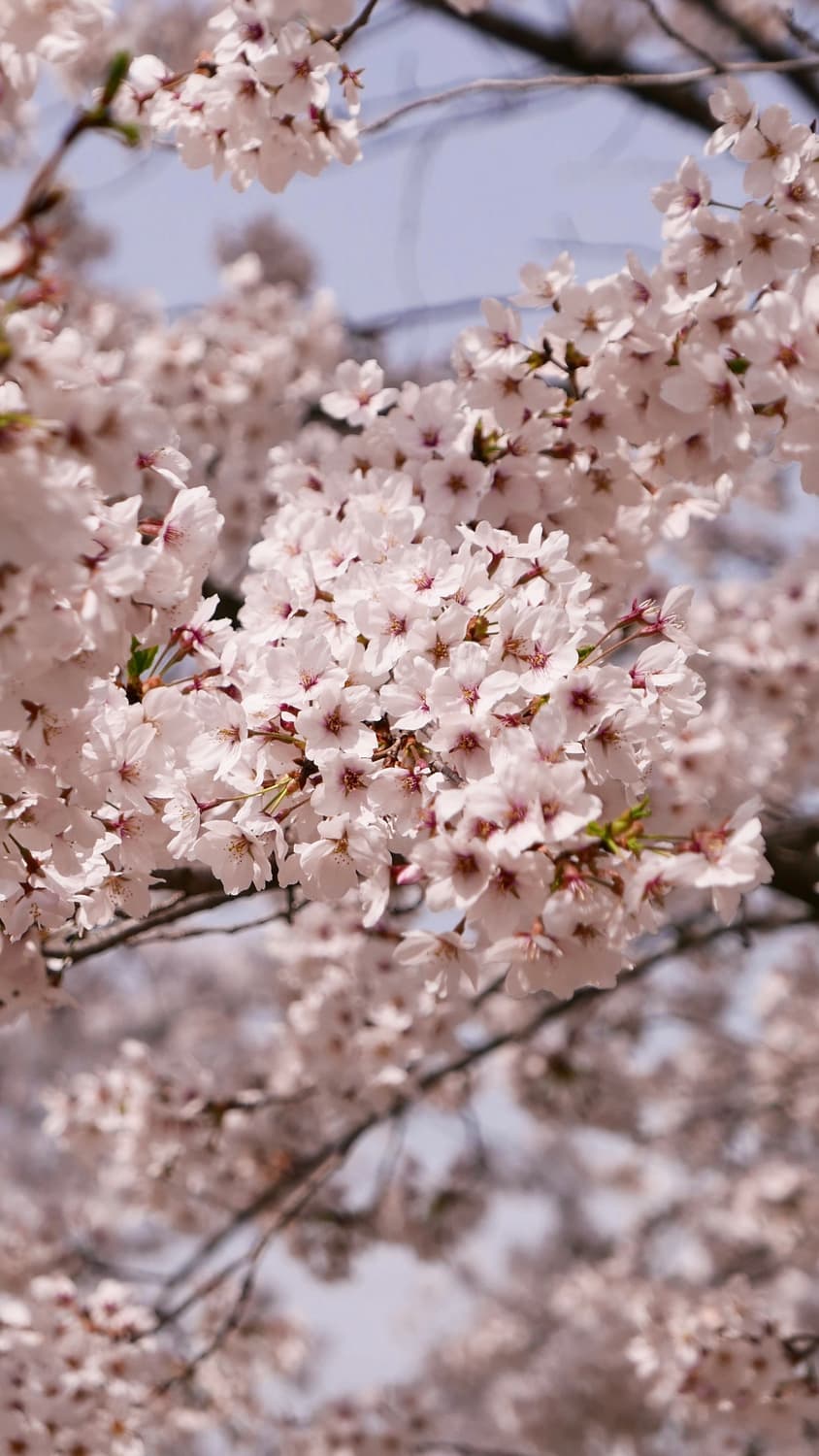 [작례O] 라이카 D-lux 109 (type109) 상품이미지7