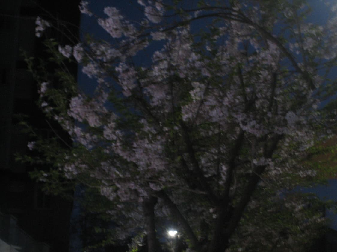 ixus 55 / ixy 60 작례 o 상품이미지6