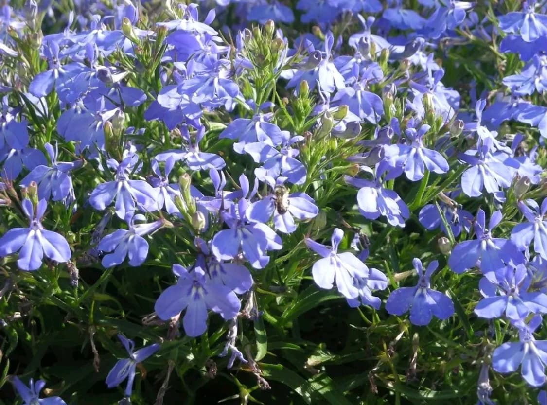 📸 니콘 쿨픽스 L12 ✨  꾸안꾸 느낌의 데일리 감성 상품이미지9